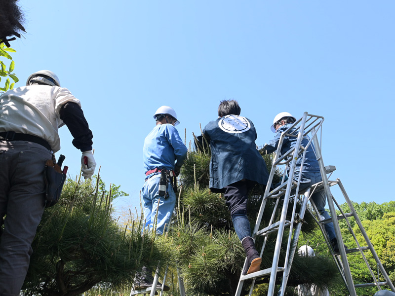 松のせん定講習会